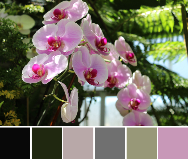 Lewis Ginter orchids