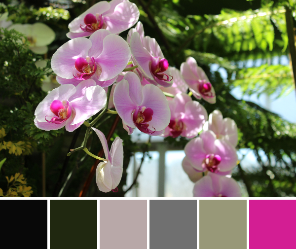 Orchids with valentine