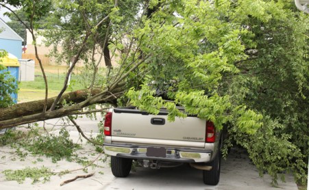 tree on truck